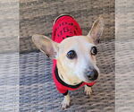 Small #5 Chihuahua