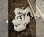 Small Great Pyrenees