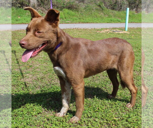 Medium Photo #2 Chocolate Labrador retriever-Unknown Mix Puppy For Sale in Prattville, AL, USA