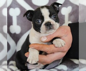 Boston Terrier Puppy for sale in NEW HOLLAND, PA, USA