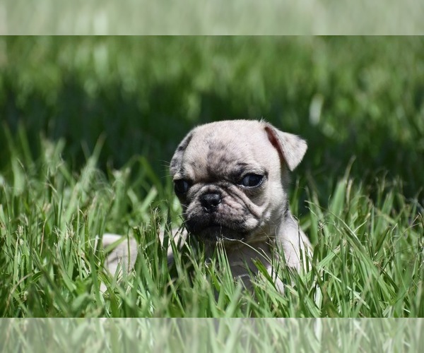 Medium Photo #4 Pug Puppy For Sale in PALM COAST, FL, USA