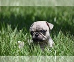 Small #3 Pug