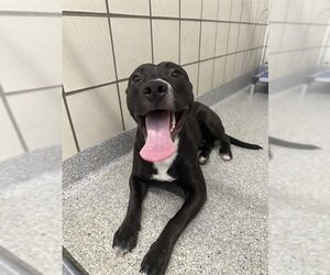 American Staffordshire Terrier-Unknown Mix Dogs for adoption in Pasadena, TX, USA
