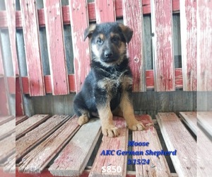 German Shepherd Dog Puppy for Sale in TOPEKA, Indiana USA
