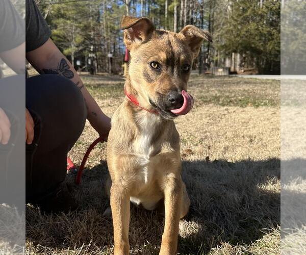 Medium Photo #2 Mutt Puppy For Sale in Yardley, PA, USA