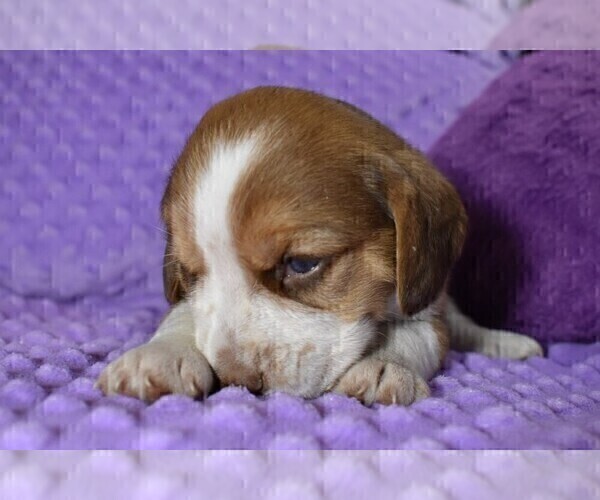 Medium Photo #10 Beagle Puppy For Sale in REASNOR, IA, USA