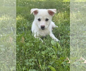 Huskies -Unknown Mix Dogs for adoption in Jackson Township, NJ, USA