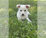 Small Huskies  Mix