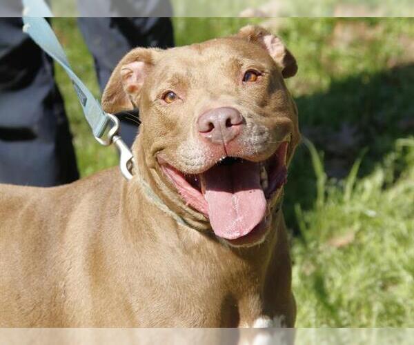 Medium Photo #2 American Staffordshire Terrier-Unknown Mix Puppy For Sale in Tallahassee, FL, USA