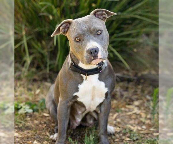 Medium Photo #1 Mutt Puppy For Sale in Camarillo, CA, USA