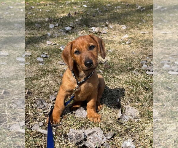 Medium Photo #8 Dachshund-Doberman Pinscher Mix Puppy For Sale in Buffalo, MN, USA