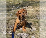 Small #7 Dachshund-Doberman Pinscher Mix