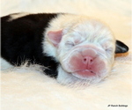 Small Photo #5 English Bulldog Puppy For Sale in WINNSBORO, TX, USA