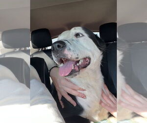 Mutt Dogs for adoption in Claremore, OK, USA