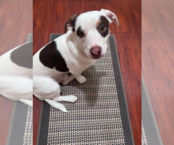 Medium Photo #2 American Staffordshire Terrier-Unknown Mix Puppy For Sale in Lake Forest, CA, USA