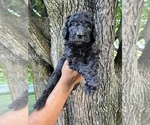 Puppy 4 Poodle (Standard)