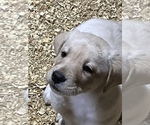 Small Photo #6 Labrador Retriever Puppy For Sale in SENOIA, GA, USA
