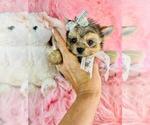 Small #2 Yorkshire Terrier