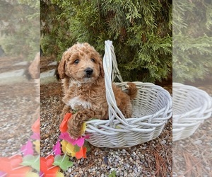 Goldendoodle (Miniature) Puppy for sale in MIDDLEBURY, IN, USA