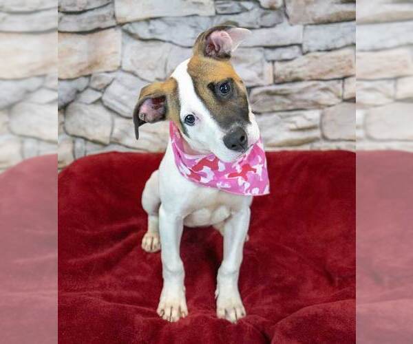 Medium Photo #6 Bulldog-Jack Russell Terrier Mix Puppy For Sale in Kennesaw, GA, USA