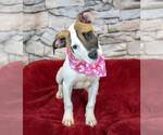 Small #5 Bulldog-Jack Russell Terrier Mix