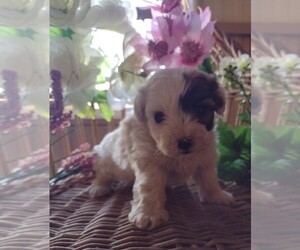 Maltipoo Puppy for sale in PARKER, PA, USA