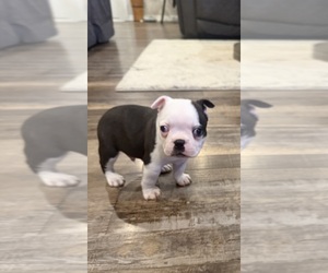 Boston Terrier Puppy for sale in FREDONIA, KS, USA