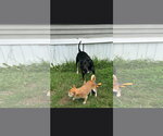 Small Photo #3 American Staffordshire Terrier-Unknown Mix Puppy For Sale in NYC, NY, USA