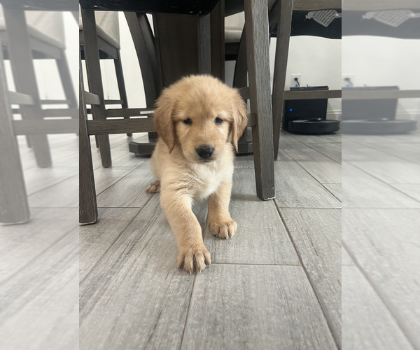 Medium Photo #3 Golden Retriever Puppy For Sale in ORLANDO, FL, USA
