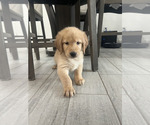 Small #2 Golden Retriever