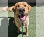 Small #2 Labrador Retriever