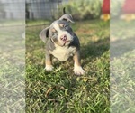 Small #20 American Bully