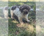 Small #4 Havanese