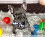 Small Photo #24 French Bulldog Puppy For Sale in BUCKS BAR, CA, USA