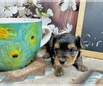 Small #4 Morkie