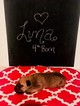 Small Photo #4 Bullmastiff Puppy For Sale in LIMERICK, PA, USA