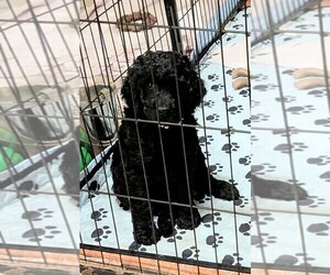 Goldendoodle Puppy for sale in PITTSGROVE, NJ, USA