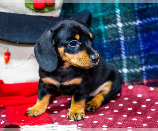 Medium Photo #3 Dachshund Puppy For Sale in WAKARUSA, IN, USA