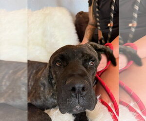 Theo - Male Mastiff Dog for Adoption - Photo #4