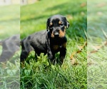 Puppy Purple Collar Doberman Pinscher