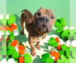 Small #5 Staffordshire Bull Terrier