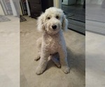Small Photo #1 Poodle (Standard) Puppy For Sale in YAKIMA, WA, USA