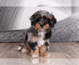 Maltipoo Puppy for sale in WESTPOINT, IN, USA