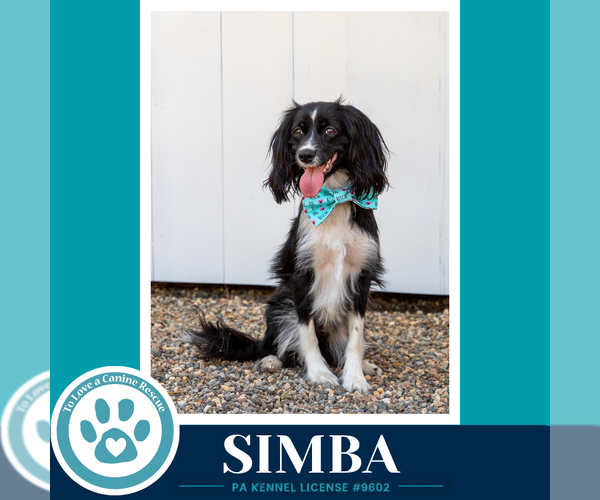Medium Photo #9 Australian Shepherd-Colonial Cocker Spaniel Mix Puppy For Sale in Kimberton, PA, USA