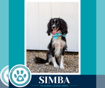 Small #8 Australian Shepherd-Colonial Cocker Spaniel Mix