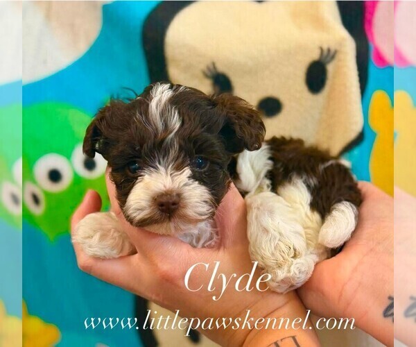 Medium Photo #1 Poodle (Toy)-Schnoodle (Miniature) Mix Puppy For Sale in WINNSBORO, LA, USA