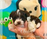 Image preview for Ad Listing. Nickname: Tiny Clyde