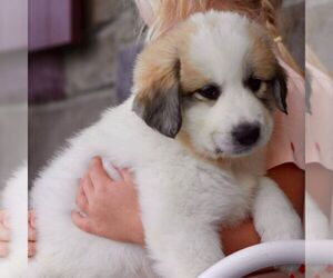 Great Pyrenees Puppy for sale in DENVER, PA, USA