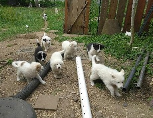 Great Pyrenees Puppy for sale in LEBAM, WA, USA