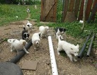 Small Photo #1 Great Pyrenees Puppy For Sale in LEBAM, WA, USA